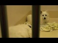 OHS rescued American Eskimo dogs.wmv