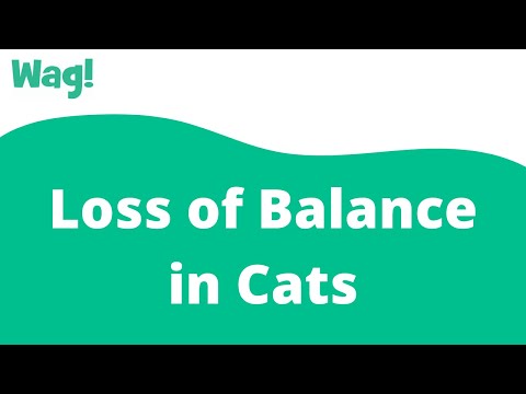 Loss of Balance in Cats | Wag!