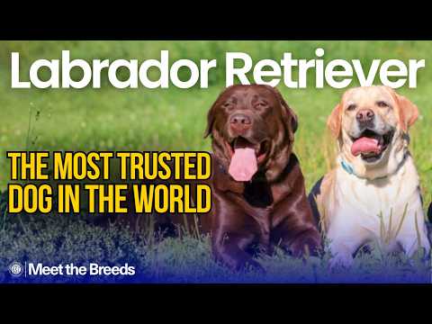 Labrador Retriever breed video