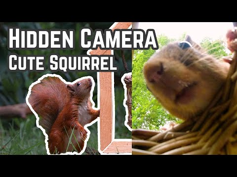 Sony A6700 E 70-350mm f/4.5-6.3 G OSS Cute Squirrel Hidden camera | FX30, DJI Osmo Action 1 & 4 | 4K