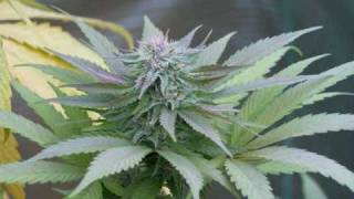 Big boi ft Sam chirs - The Train Pt.2