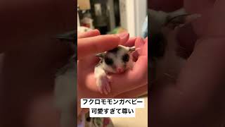 フクロモモンガベビーが可愛すぎる😍#フクロモモンガ #animals #可愛い #癒し動画