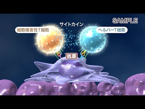 移動するコウモリは免疫防御を軽視する