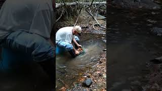 Nugget Hunt  #gold #goldmining #goldpanning #goldprospecting