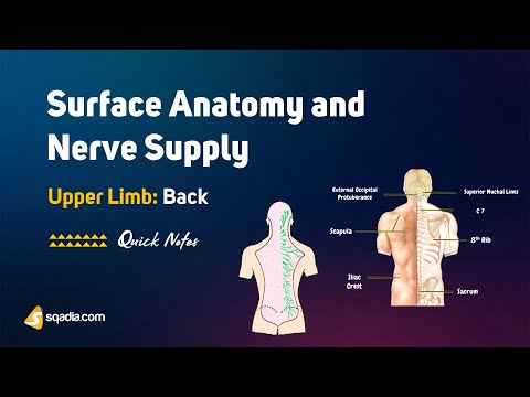 Upper Limb: Back | Surface Anatomy and Nerve Supply