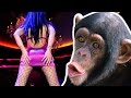 CHIMP GOES TO STRIPCLUB GTA 5