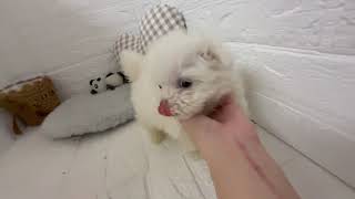 ハーフ犬の動画01