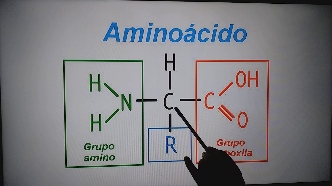 Aminoácidos é peptídeos. Parte 1