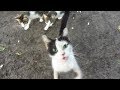 Cat Is So Hungry That Meow Very Loudly
