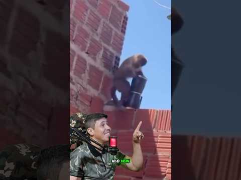 MACACO-PREGO ROUBOU CAFETEIRA