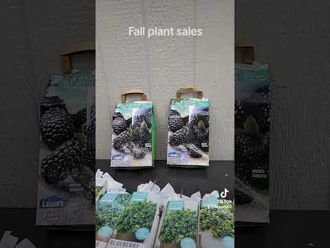 End of season plant bargains