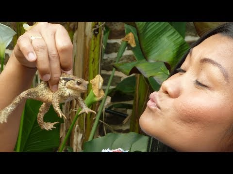 Frog legs recipes ( Frog Legs) Healthy Frog legs recipes  ( Kissing Frogs )   Recipes for frog legs