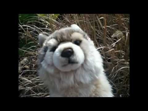 Lucas the signature timber wolf photo shoot