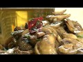 How to Cook Spanish Mushrooms in Garlic Sauce