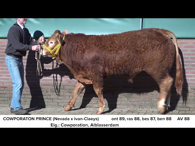 Limousin Cowporation Prince NL681703223