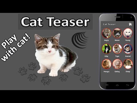Cat Teaser