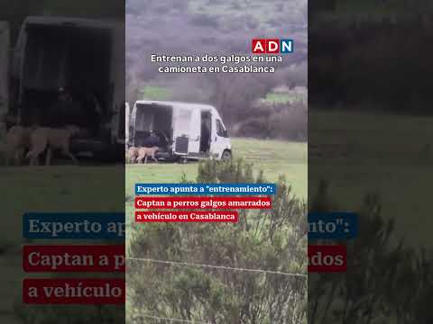 Experto apunta a "entrenamiento": captan a perros galgos amarrados a vehículo en Casablanca
