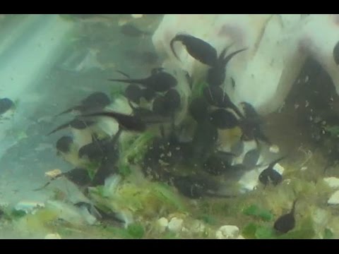 How and What to Feed Tadpoles! Cooking With Chris!