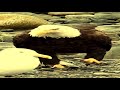 Wide Bald Eagle Walking