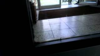 Theres a kitten at church