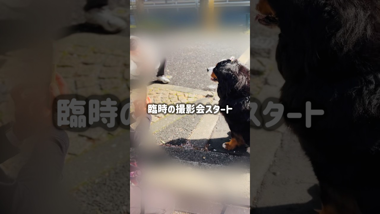 【撮影会⁉️】桜を見に行ったらたくさんの人に囲まれたバーニーズ🐾