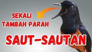 Download lagu Pancingan Dahsyat PAGI PAGI Agar Murai Gacor !! Jadikan Murai Diam Langsung Nyaut Bunyi Gacor mp3