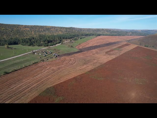 Урожай кукурузы в Приангарье превысит прошлогодние результаты почти в 1,2 раза