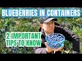 Grow Blueberries In Containers Easily With These Tips Growing Guide