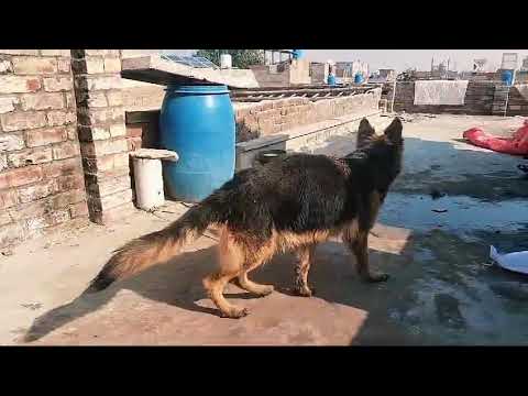 German shepherd female