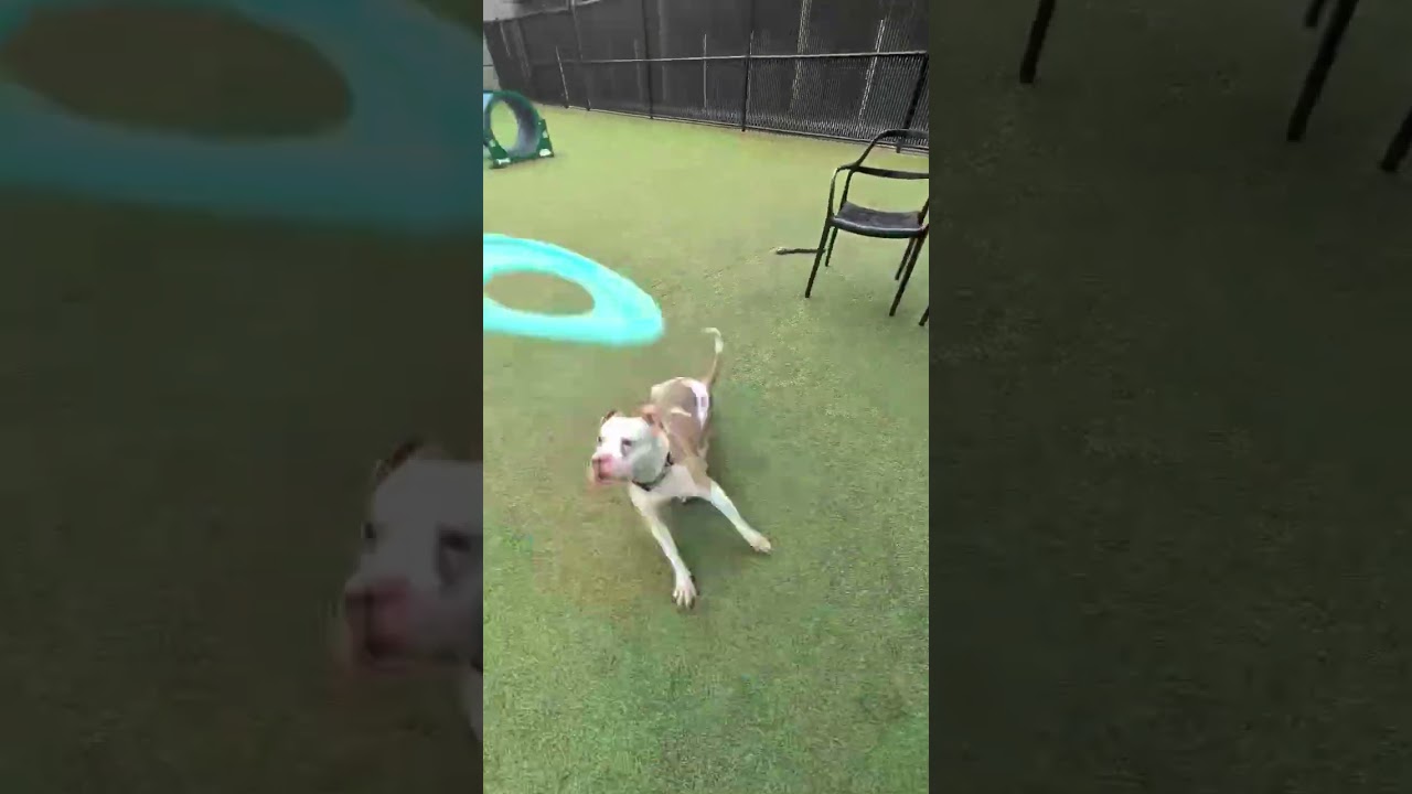 Enlarge Tater, a Adoptable Pit Bull Terrier in Greensboro, NC video 6/6