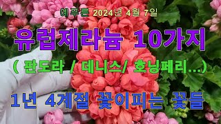 2024년4.7) 유럽제라늄10가지(판도라 데니스 호닝페리) 봄꽃들