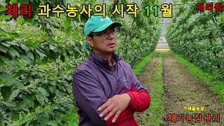 체리 과수농사의 시작 11월