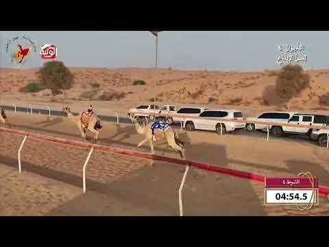  ش 4 (ادهم) لـ سعادة فرج علي بن حموده الظاهري 7:59 , شارة الديوان 4 2026/10/25 اللبسه ايذاع 