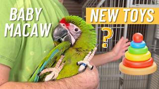 Outfitting Cage for Baby Great Green Macaw