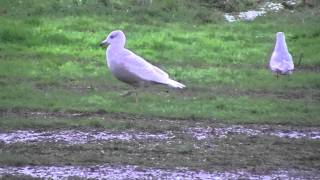 Iceland or Glaucous Gull