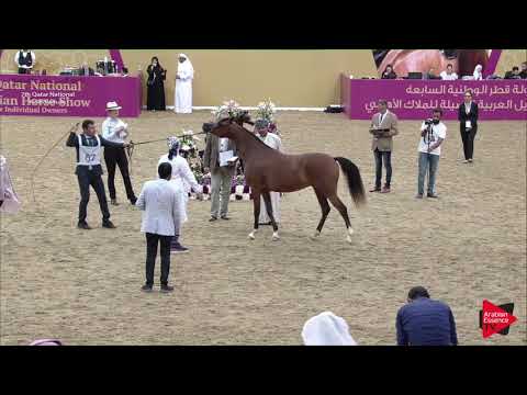 N.67 HALIMA AL KHOR - 2019 Qatar Individuals - Fillies 2 Years Old (Class 2B) .mp4