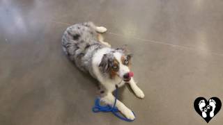 Houston dog training | 1 yr old mini Aussie working in public and off leash