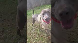 Video preview image #1 Mutt Puppy For Sale in Jackson, MS, USA