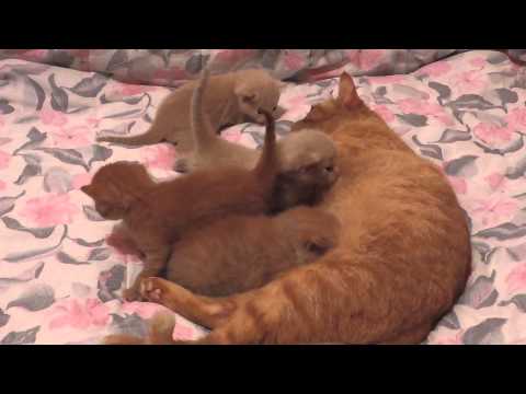 Zenith and her babies ZsaZsa, Zanza, Zillion & Zest