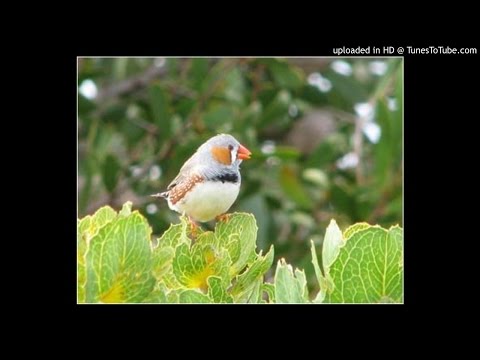 Con chim non - Phương Linh