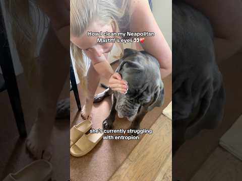 How I clean my Neapolitan Mastiff’s eyes 👀❤️‍🩹#cherryeye #entropion #dogs #dogproblems #dogeye