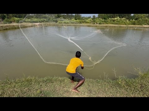 Fishing Net Video - Amazing Traditional Cast Net Fishing Village In River 