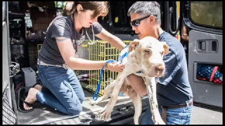 Melvin was hit by a car in Mexico
