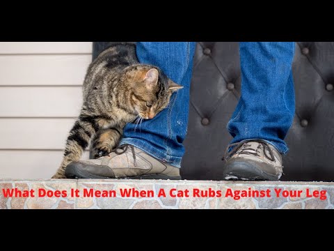 What Does It Mean When A Cat Rubs Against Your Leg