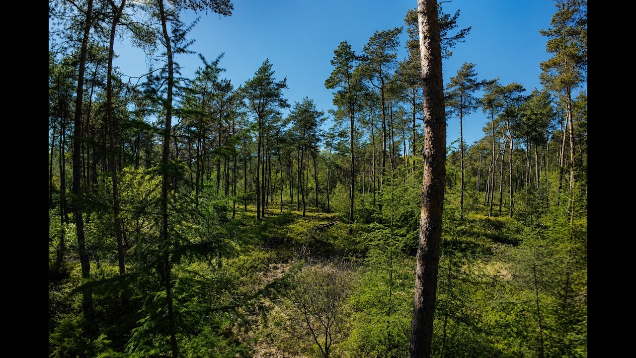 Vlucht door het bos