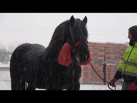 Armasarul lui David de la Livada, Cluj - 2022 Nou!!!