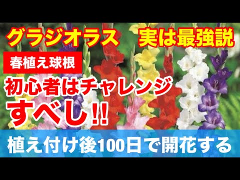 グラジオラスを植える：いつ、どのように行うか？全てをお伝えします！  庭園