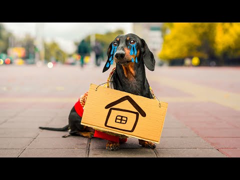 download lagu mp3 mp4 Dachshund Money, download lagu Dachshund Money gratis, unduh video klip Dachshund Money