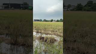 Download lagu #music #instrumental #relaxingmusic #automobile #dj #haveitoldyoulatelythatiloveyou #travel #traffic mp3 Download lagu #music #instrumental #relaxingmusic #automobile #dj #haveitoldyoulatelythatiloveyou #travel #traffic mp3