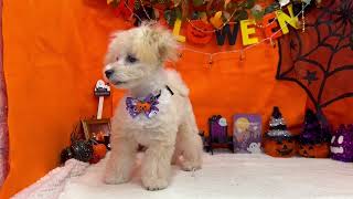 ハーフ犬の動画02